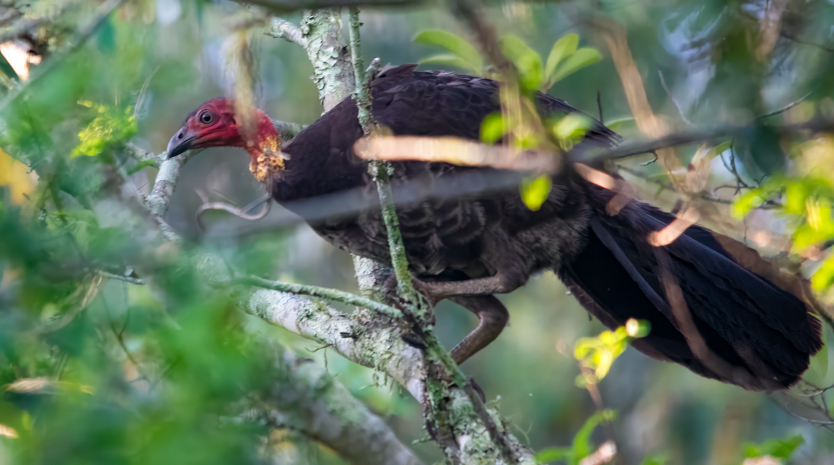 ヤブツカツクリ - ML646486613