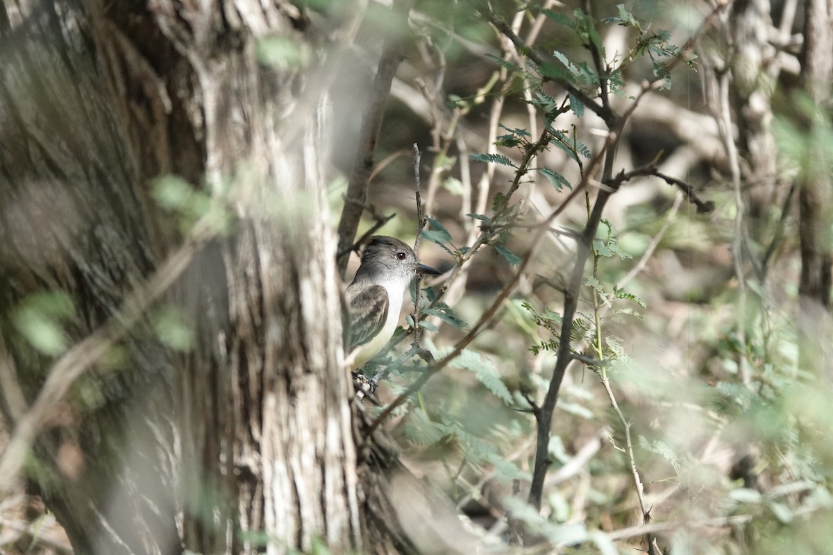 Большеголовый миарх - ML646486614