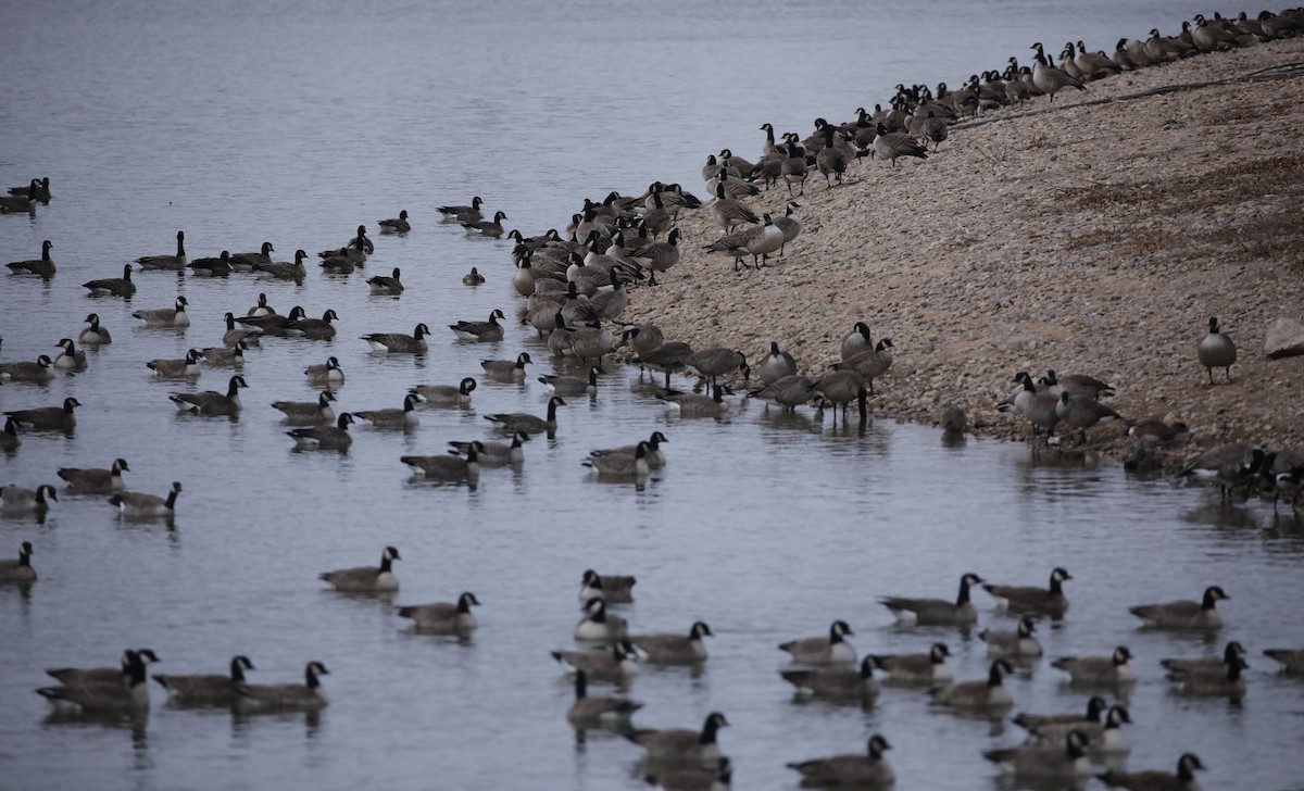 Cackling Goose - ML646486621