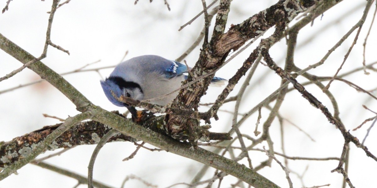 Blue Jay - ML646486625