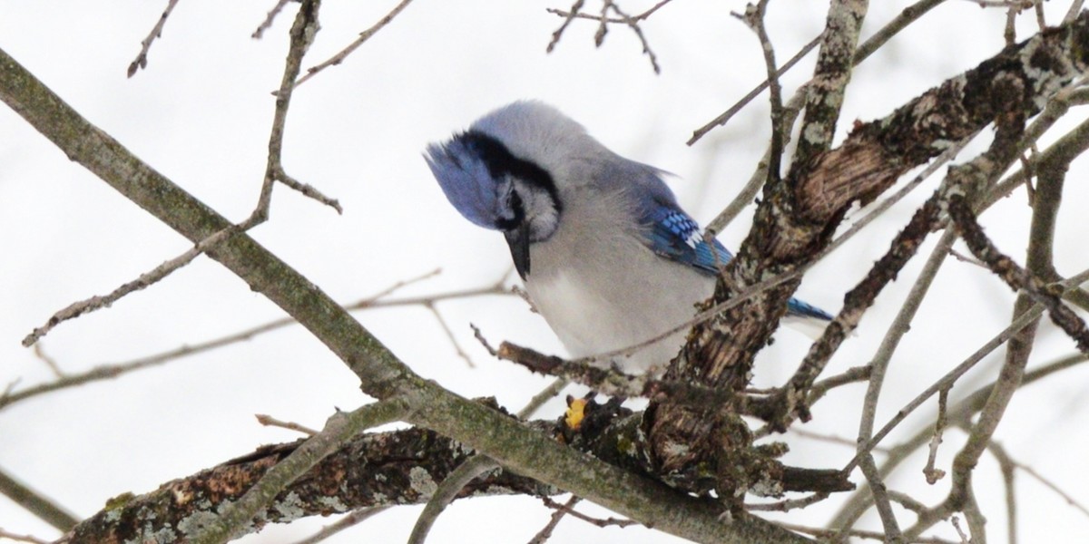 Blue Jay - ML646486626