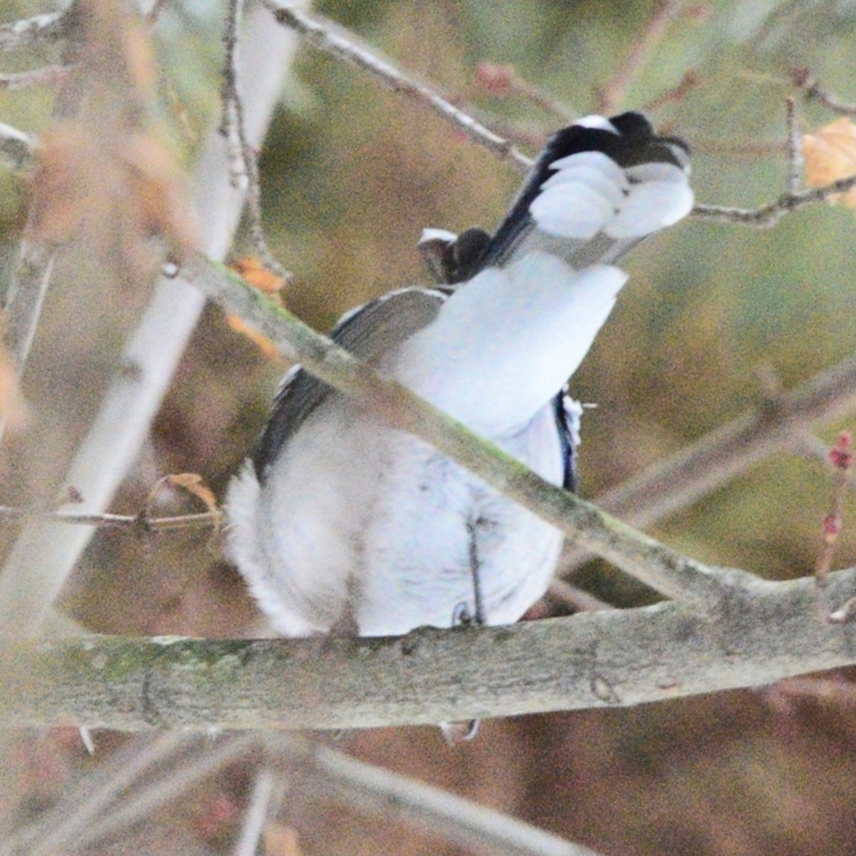 Blue Jay - ML646486627