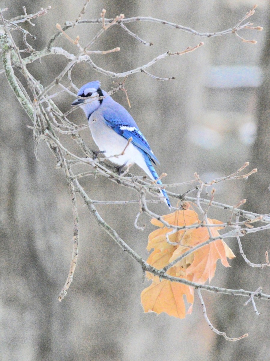 Blue Jay - ML646486628