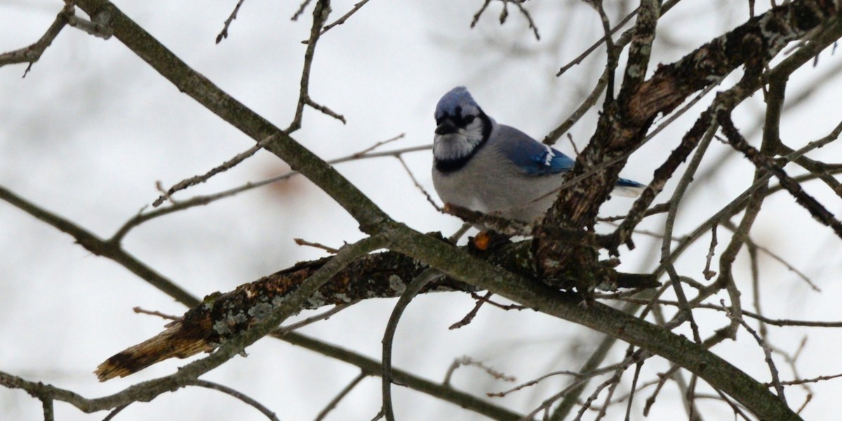 Blue Jay - ML646486629