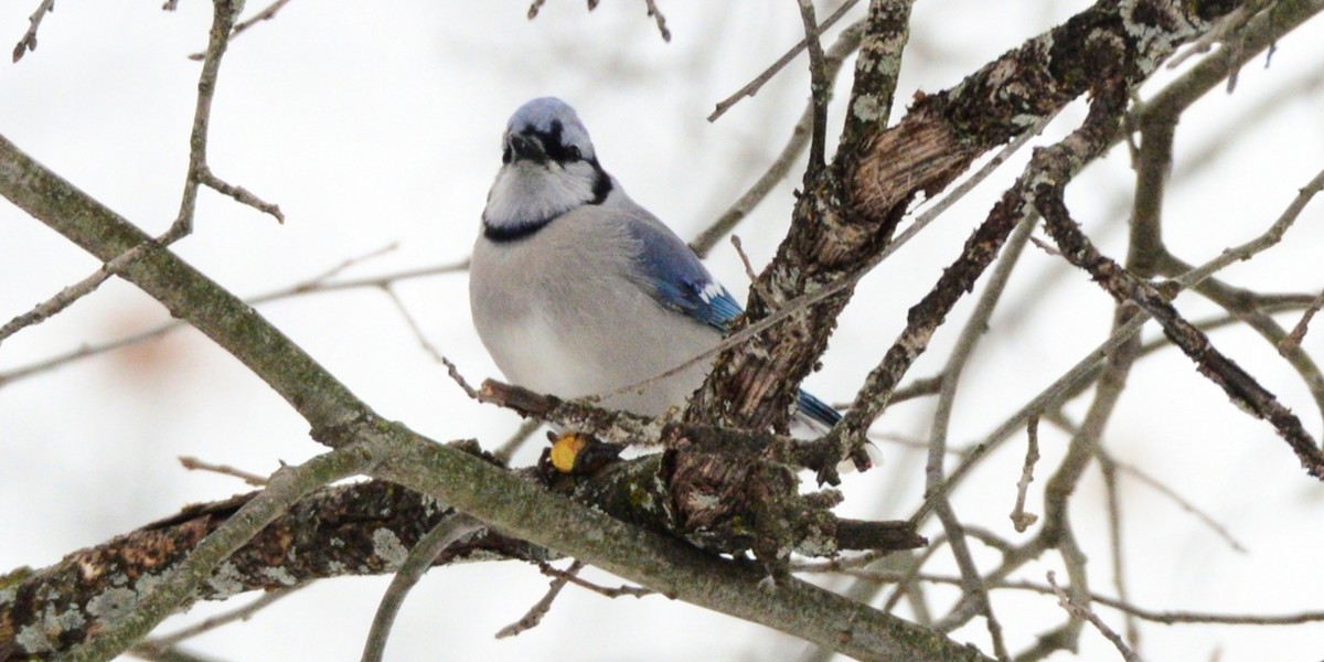 Blue Jay - ML646486630