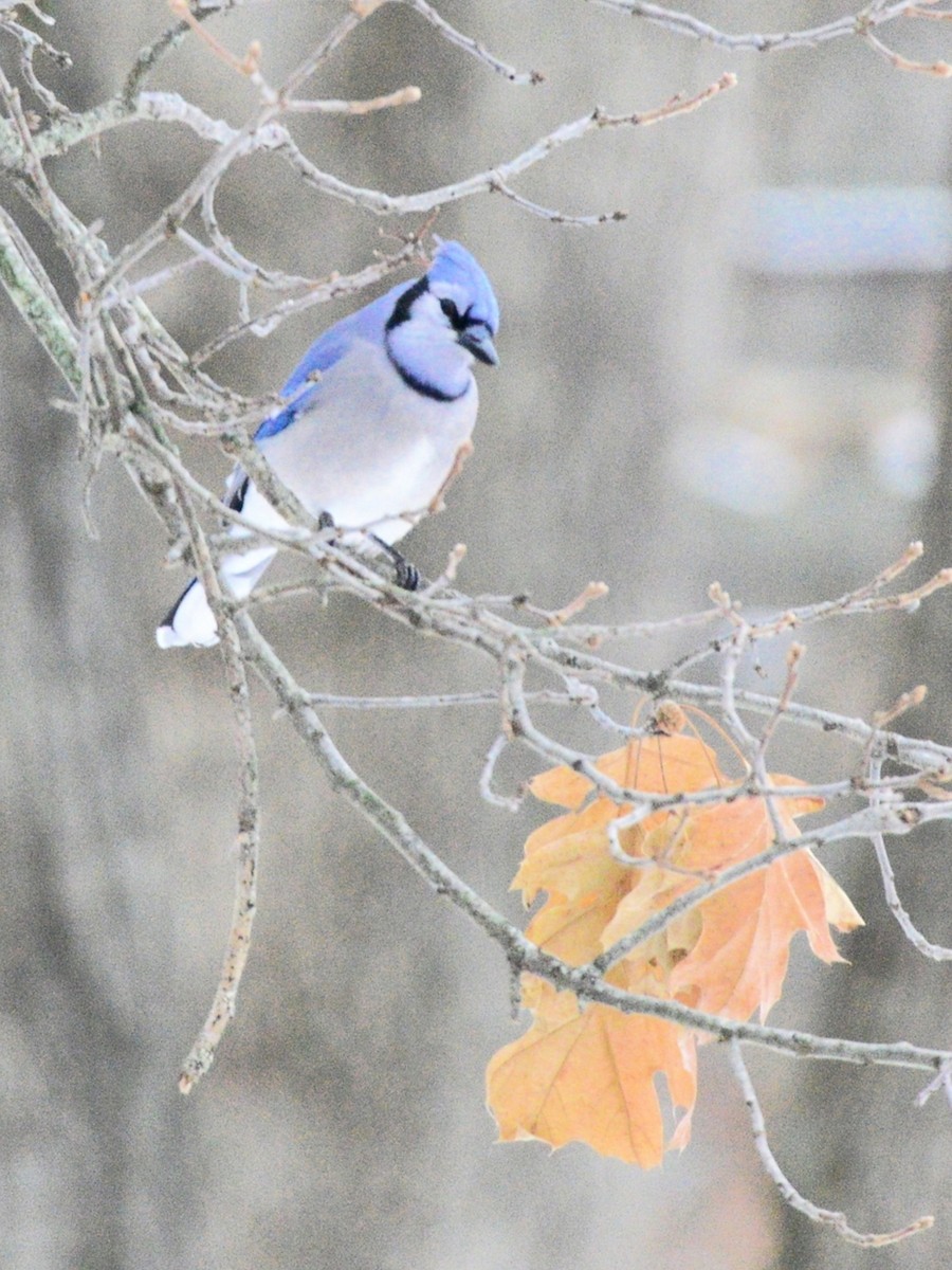 Blue Jay - ML646486631
