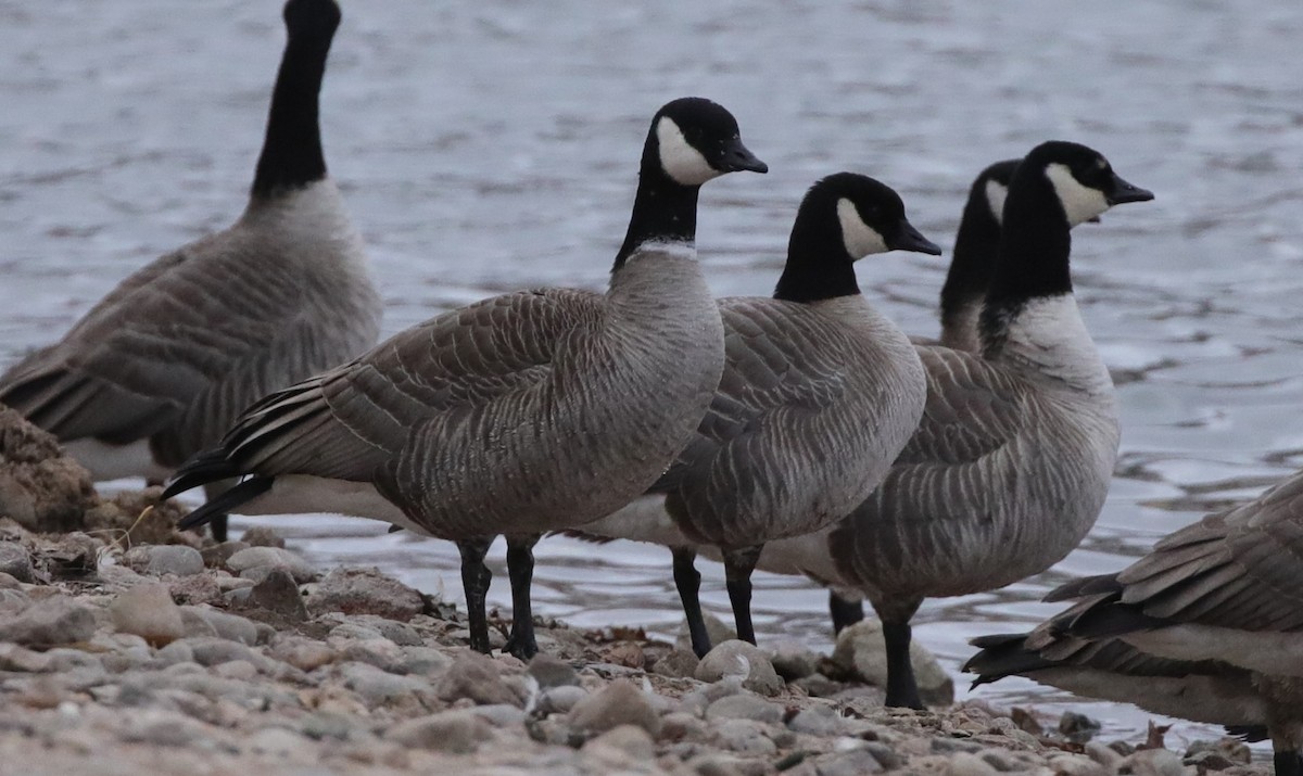 Cackling Goose (Richardson's) - ML646486632