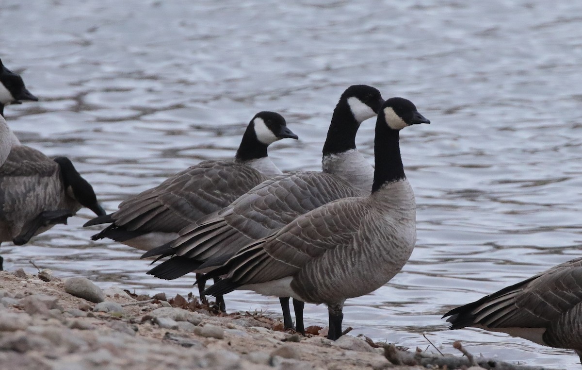 Cackling Goose (Richardson's) - ML646486638