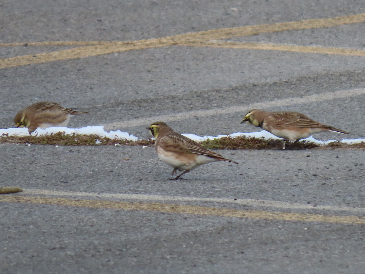 skřivan ouškatý - ML646486641