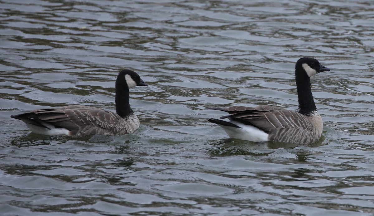 Cackling Goose (Richardson's) - ML646486649