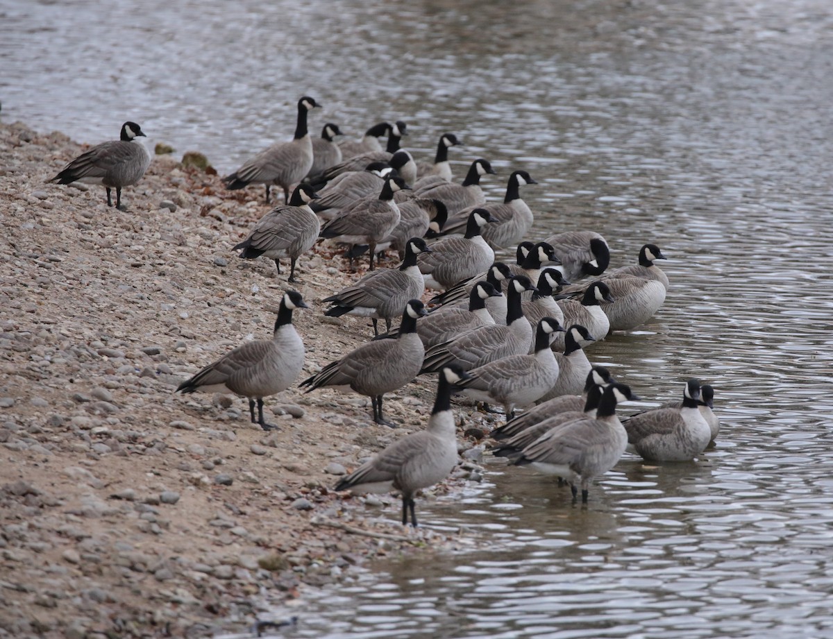 Cackling Goose - ML646486650