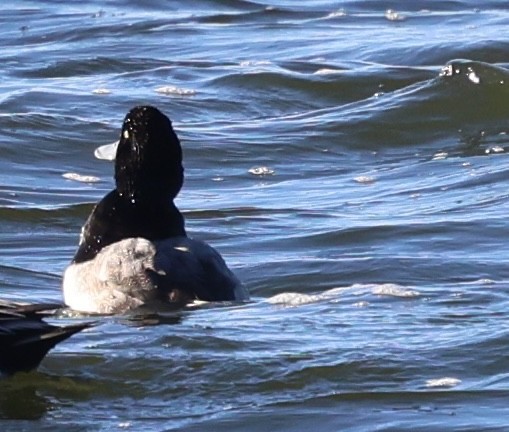 צולל ימי - ML646486651