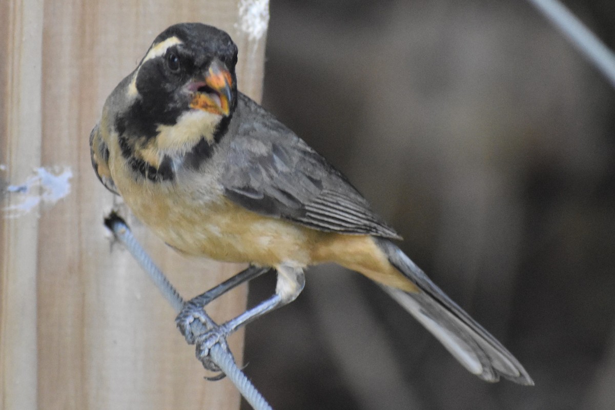 Golden-billed Saltator - ML646486657