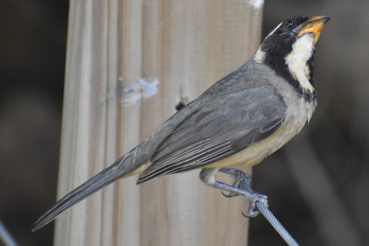 Golden-billed Saltator - ML646486658