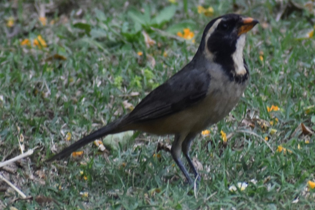 Golden-billed Saltator - ML646486659