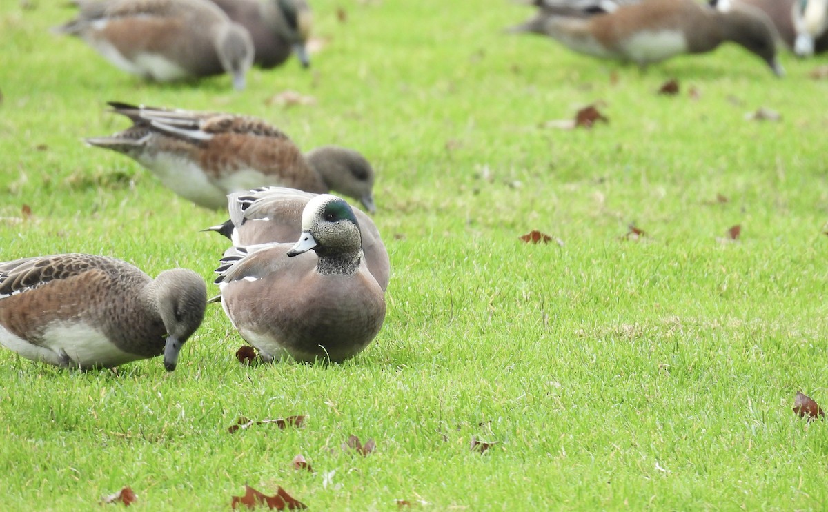 American Wigeon - ML646486660