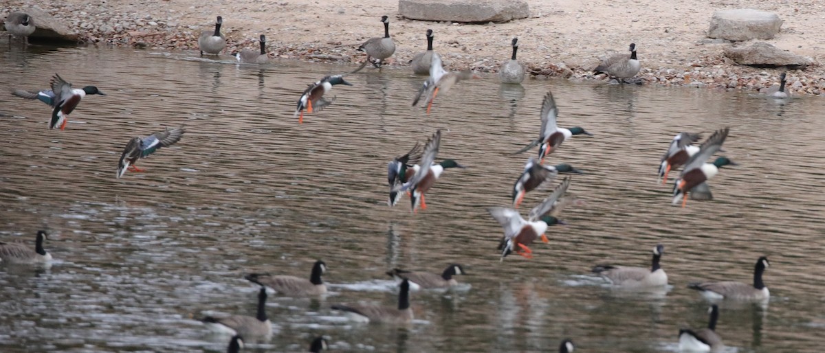 Northern Shoveler - ML646486661