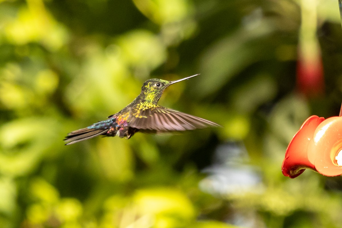 Blue-throated Starfrontlet - ML646486681