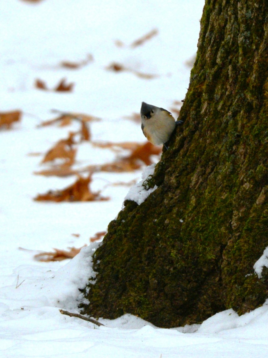 Tufted Titmouse - ML646486683