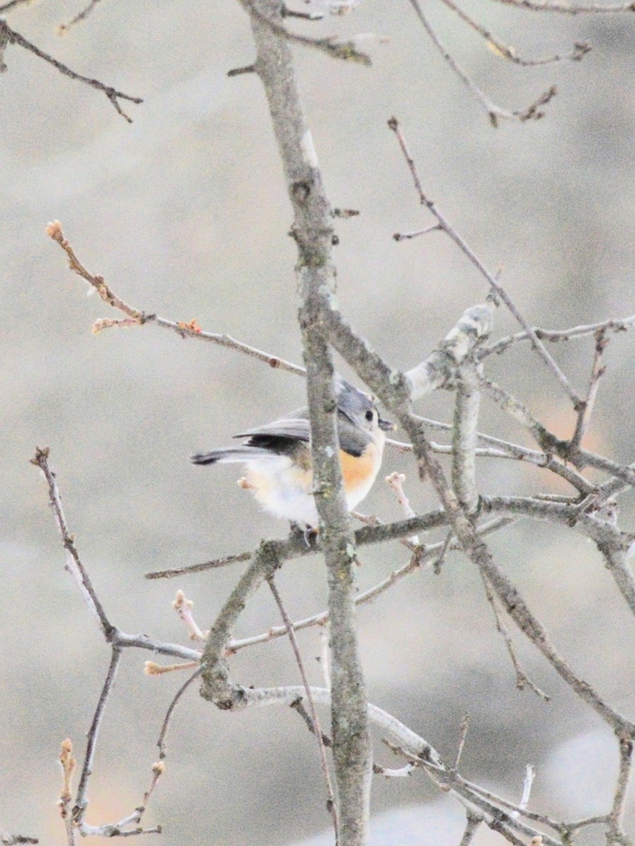Tufted Titmouse - ML646486684