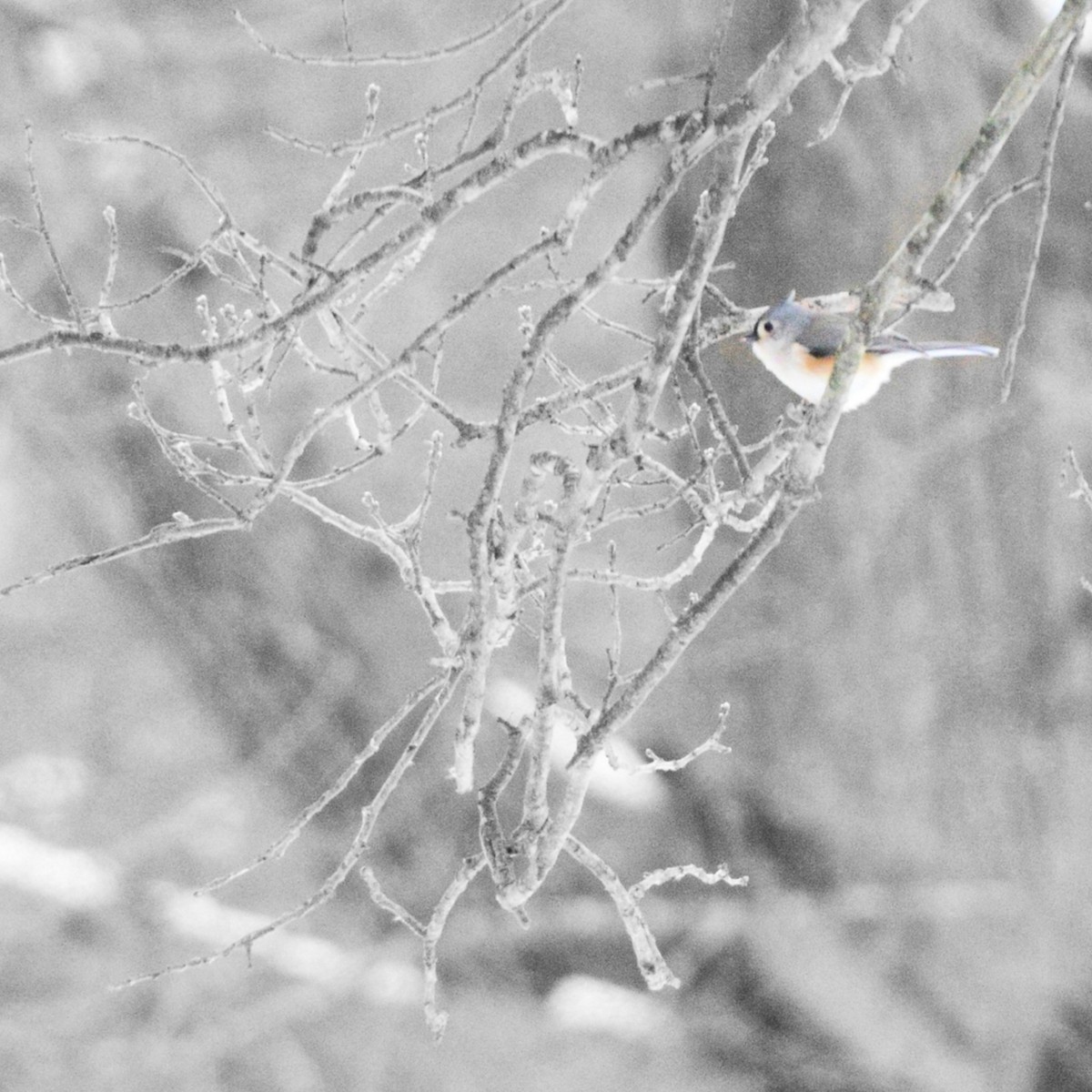 Tufted Titmouse - ML646486685