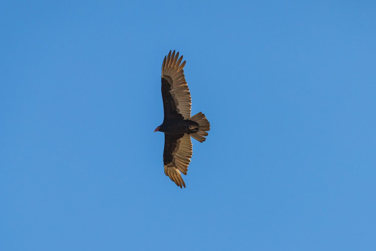 Turkey Vulture - ML646486686