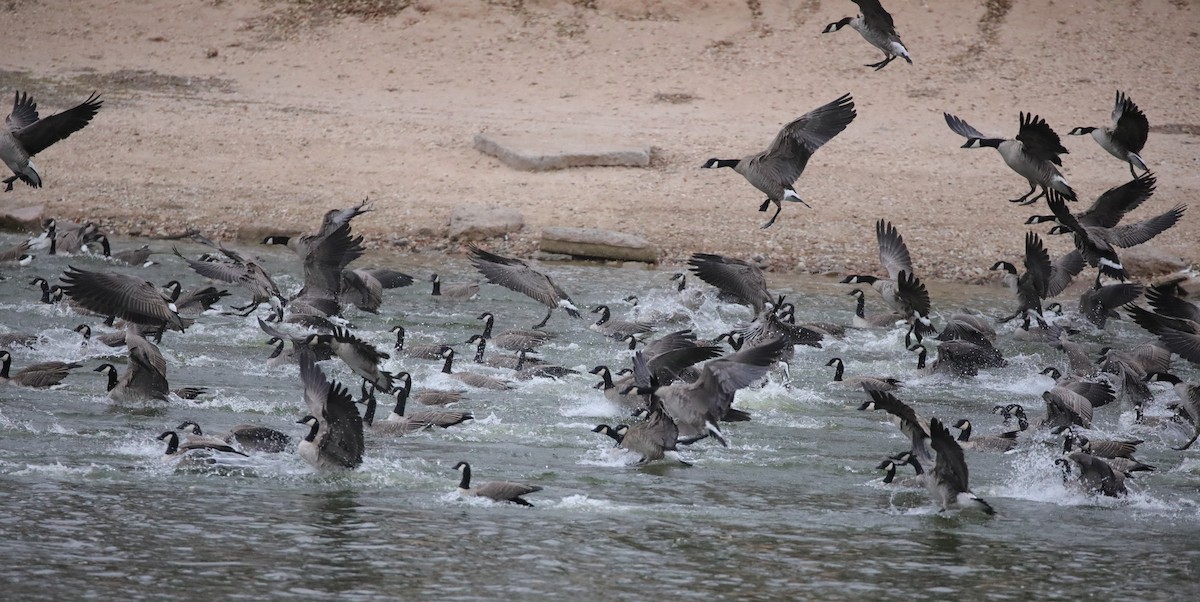 Cackling Goose - ML646486688