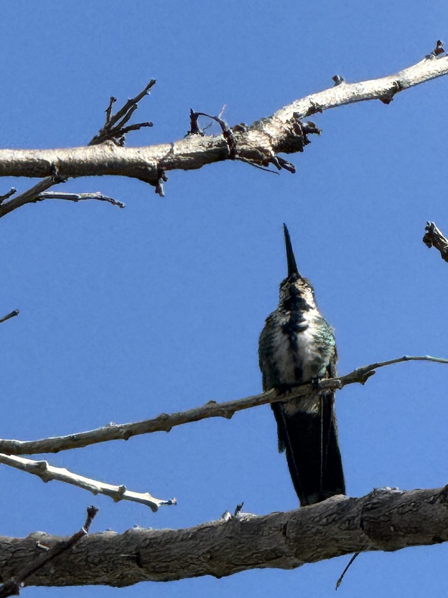 Зеленогрудый манго - ML646486690