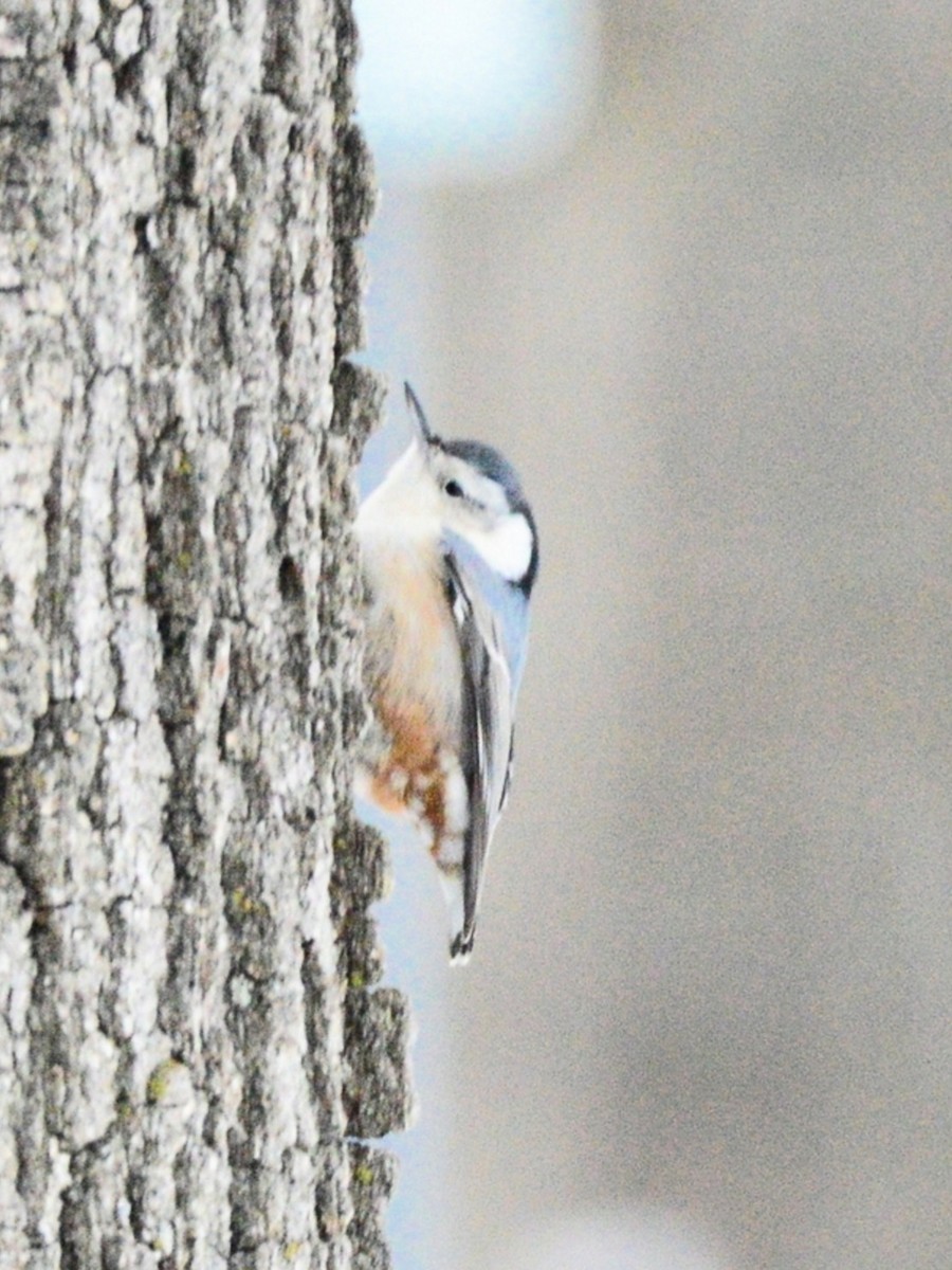 White-breasted Nuthatch - ML646486691