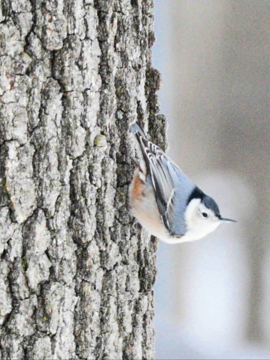 White-breasted Nuthatch - ML646486692