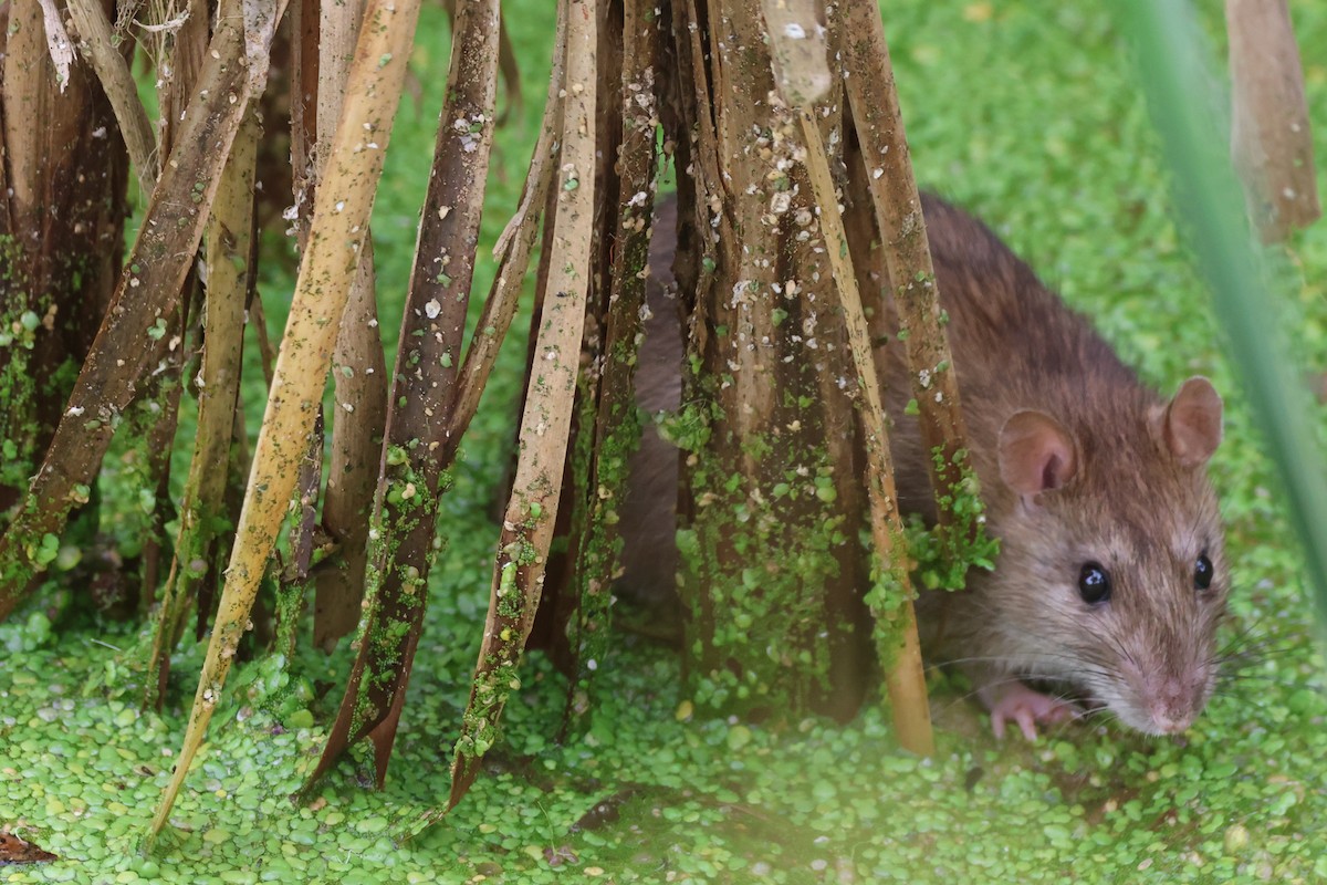 動物界 - ML646486694