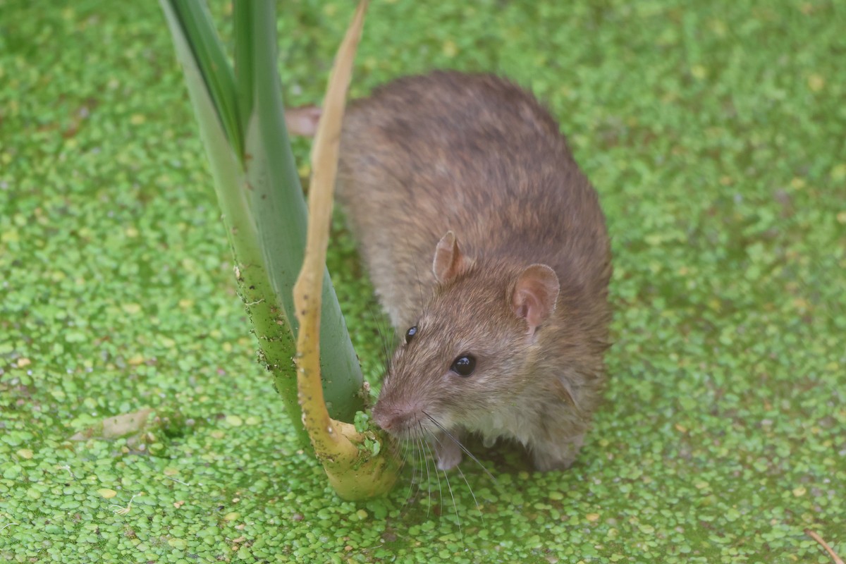 動物界 - ML646486695