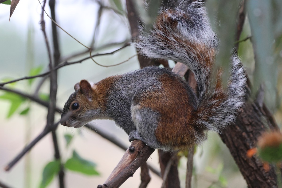 動物界 - ML646486697