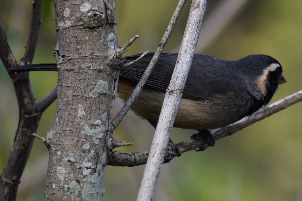 Golden-billed Saltator - ML646486701