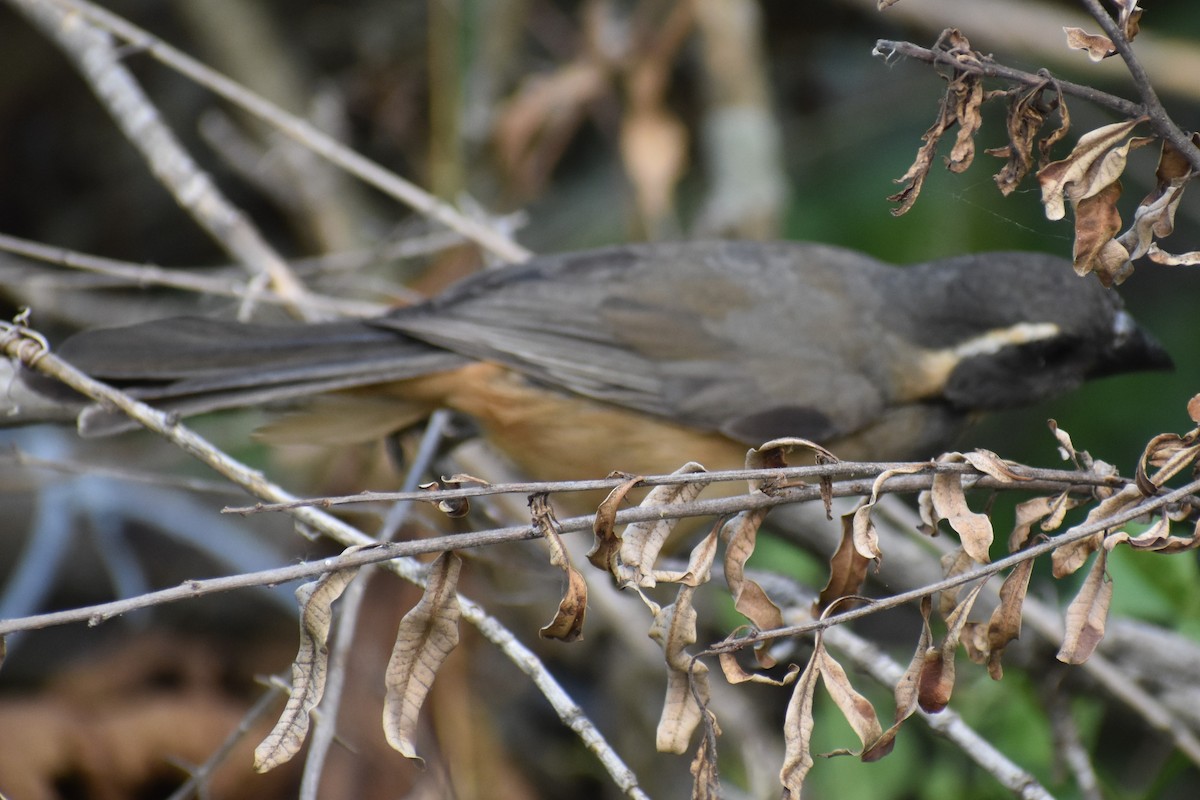 Golden-billed Saltator - ML646486703