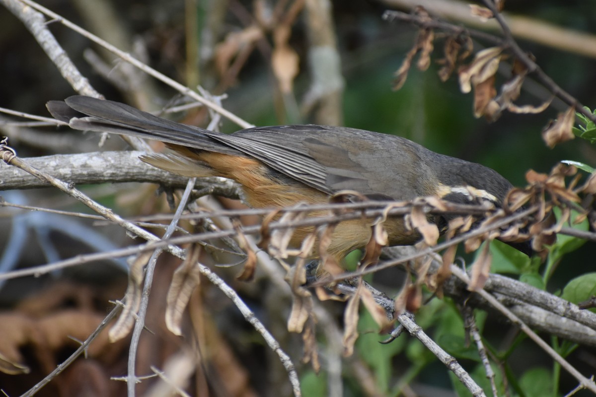 Golden-billed Saltator - ML646486704