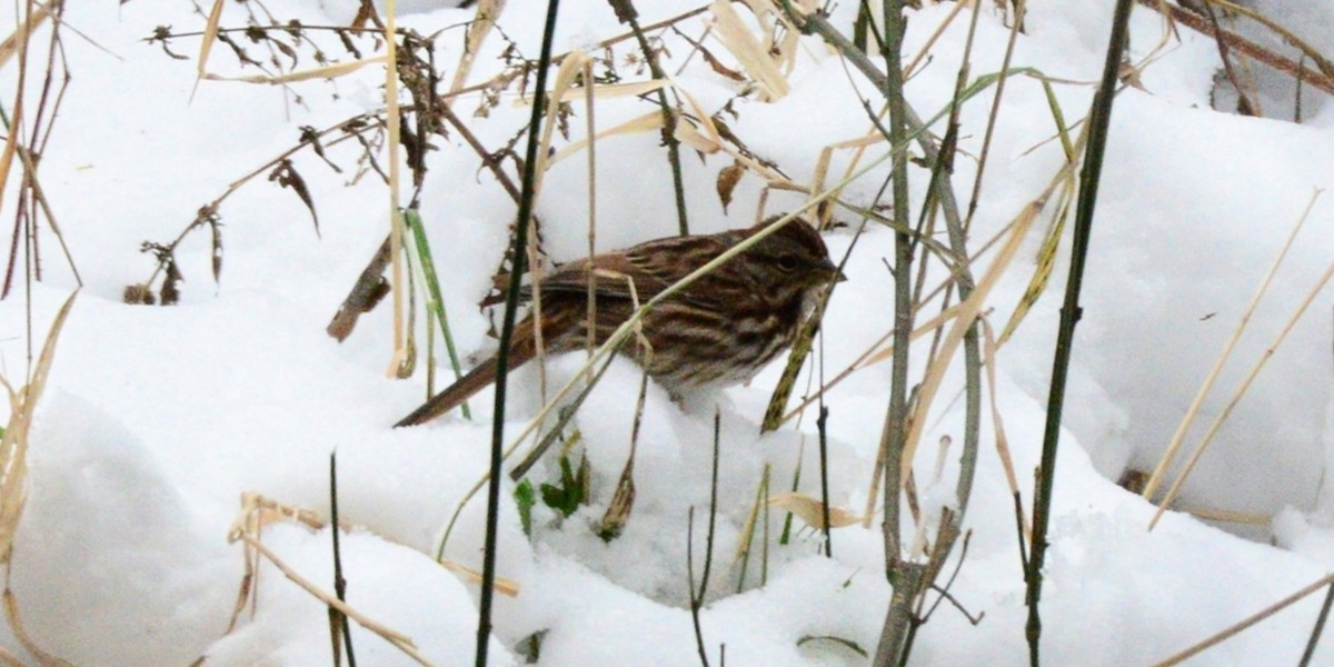 Song Sparrow - ML646486705