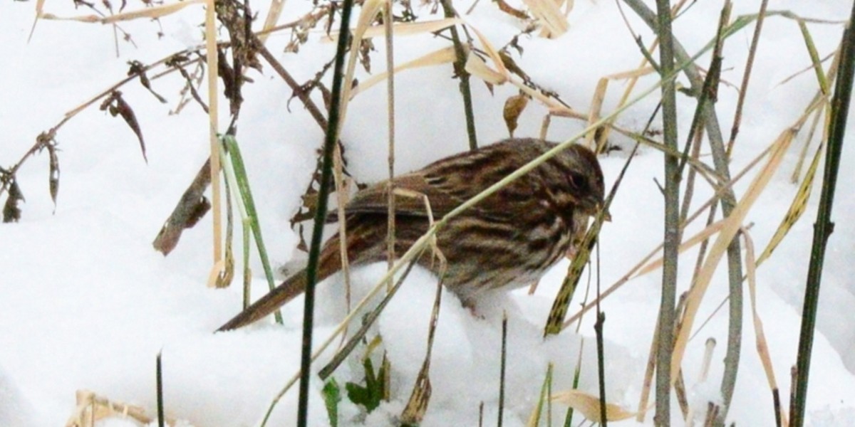 Song Sparrow - ML646486706