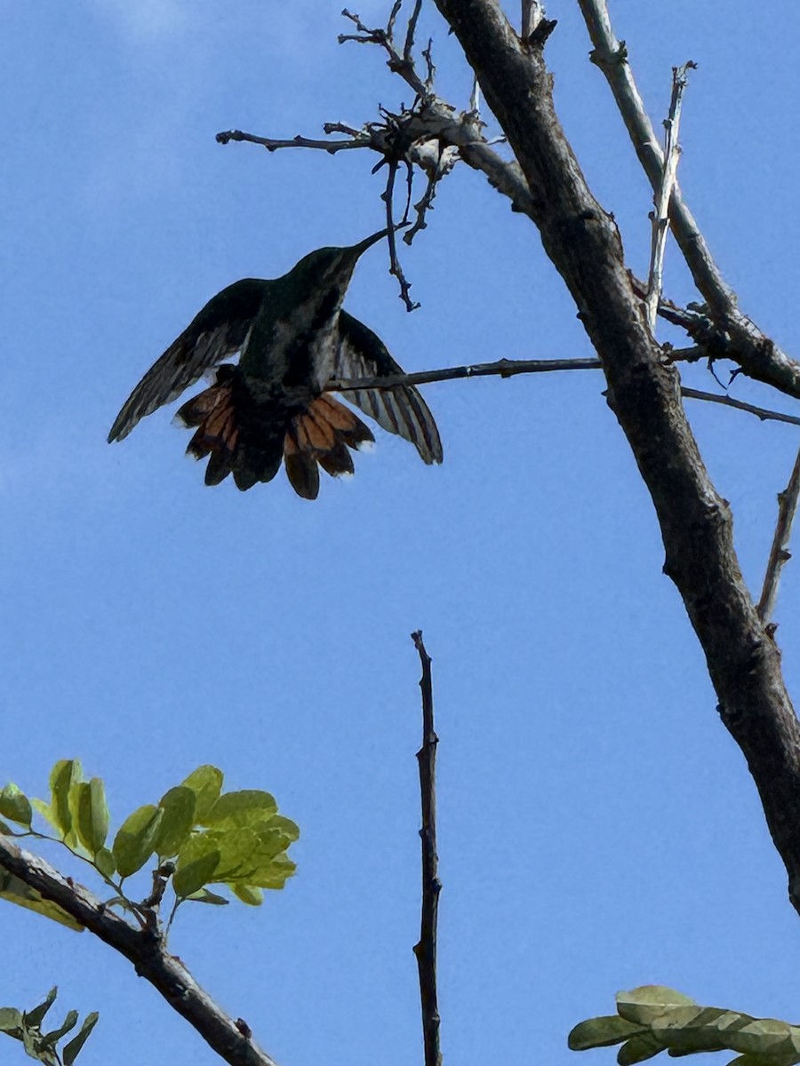 Зеленогрудый манго - ML646486707