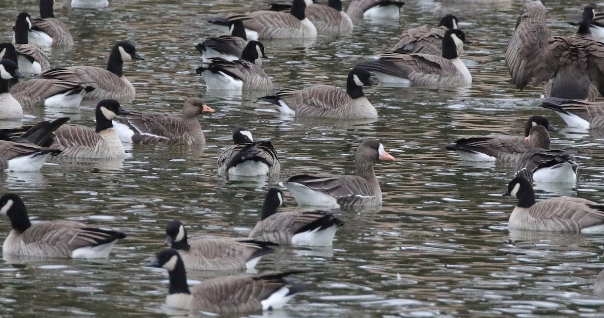 Greater White-fronted Goose - ML646486708