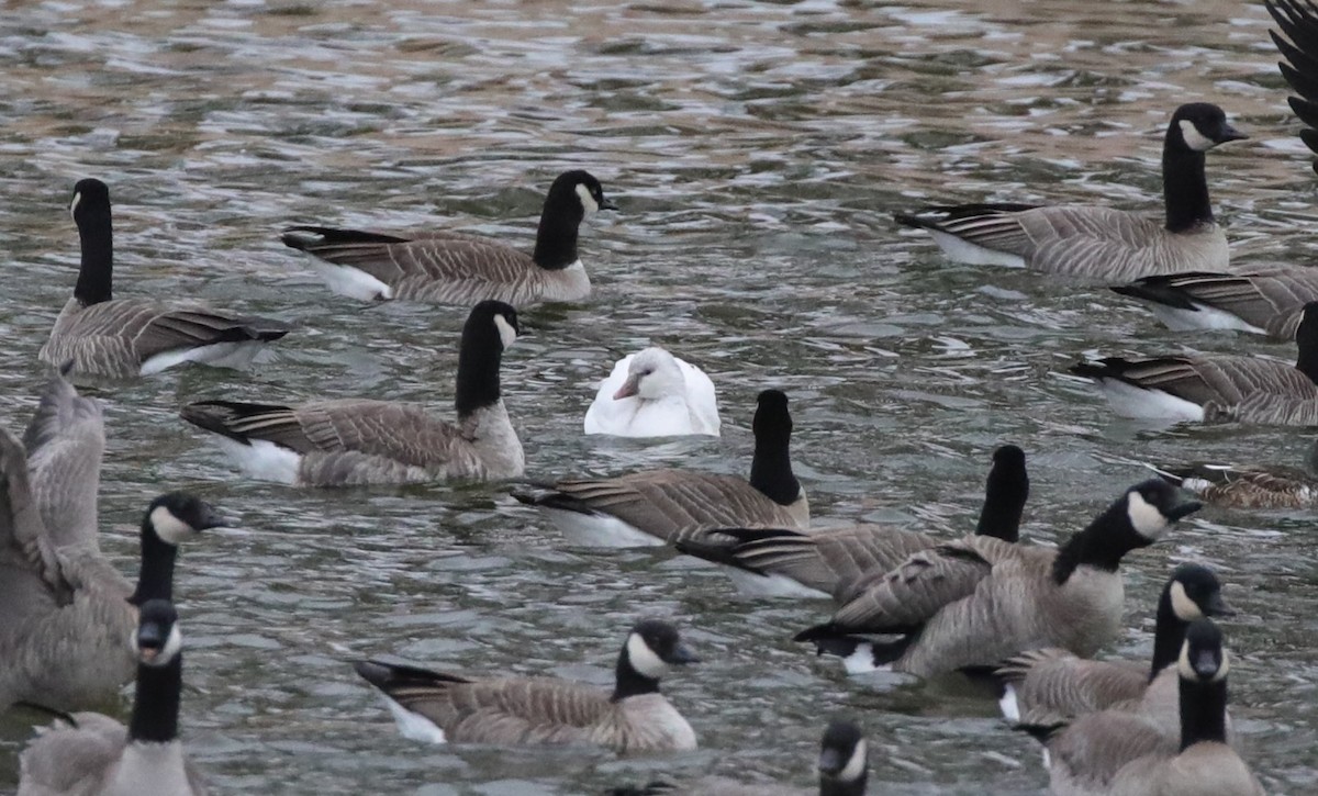 Ross's Goose - ML646486709