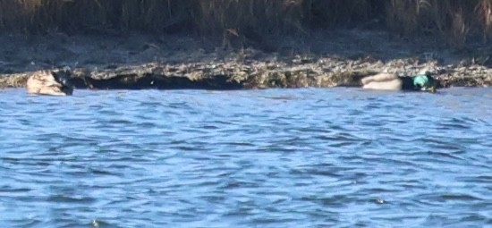 ברכיה - ML646486712