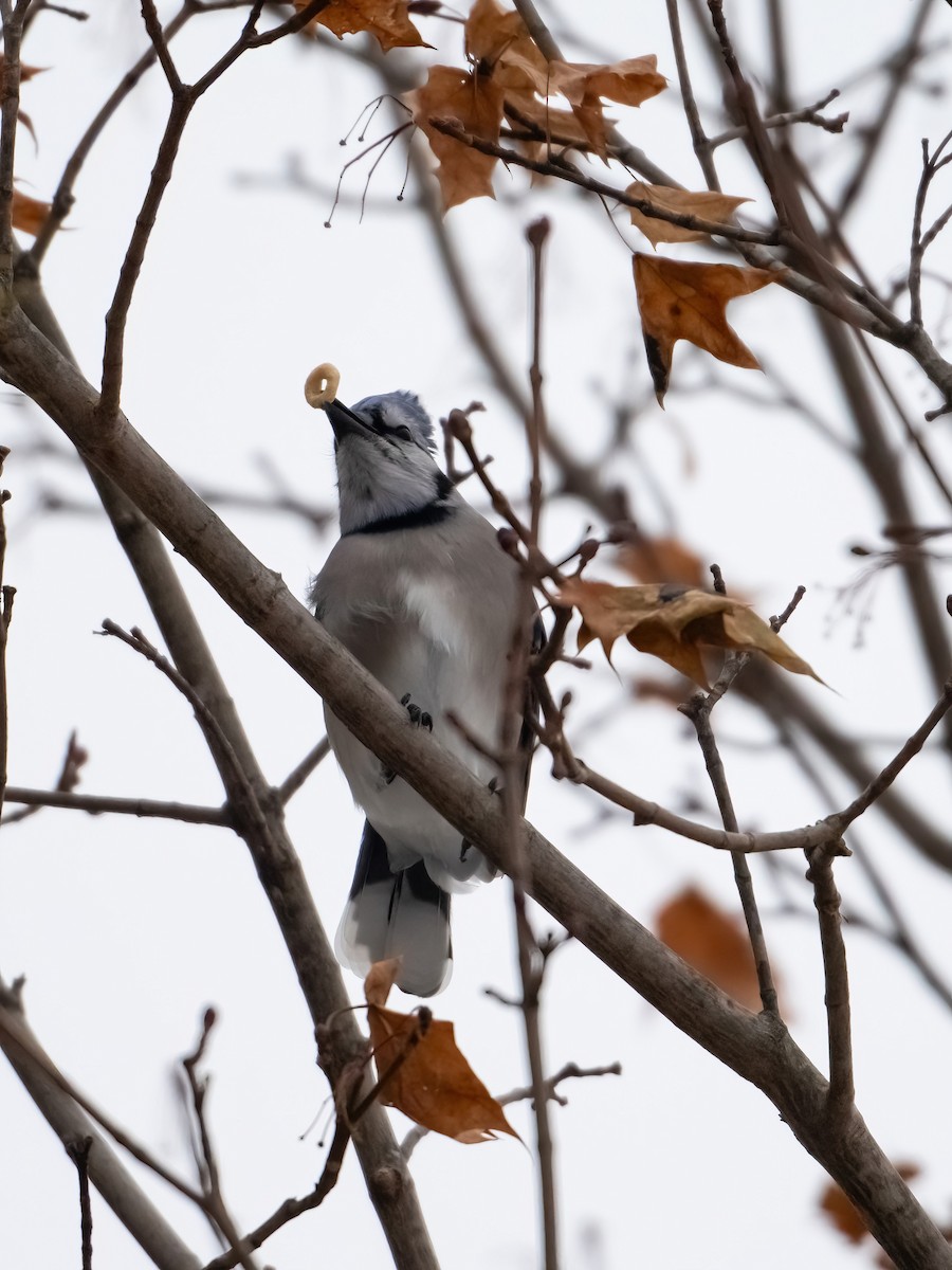 Blue Jay - ML646486713
