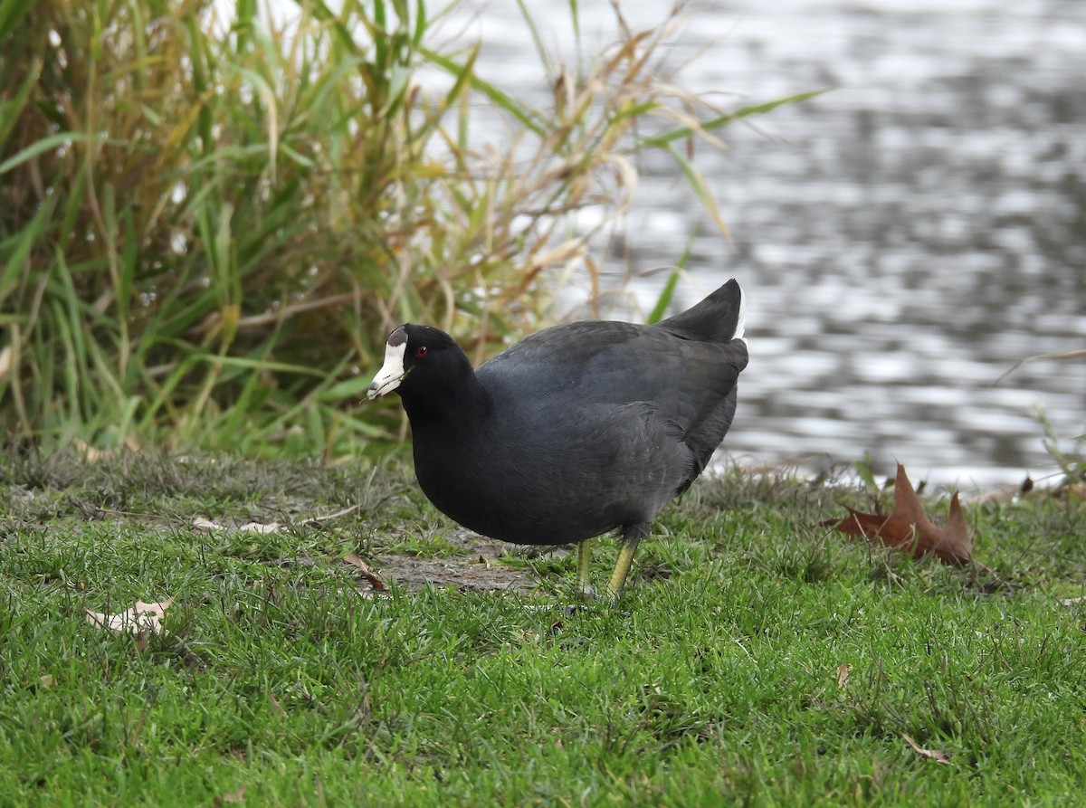 American Coot - ML646486730