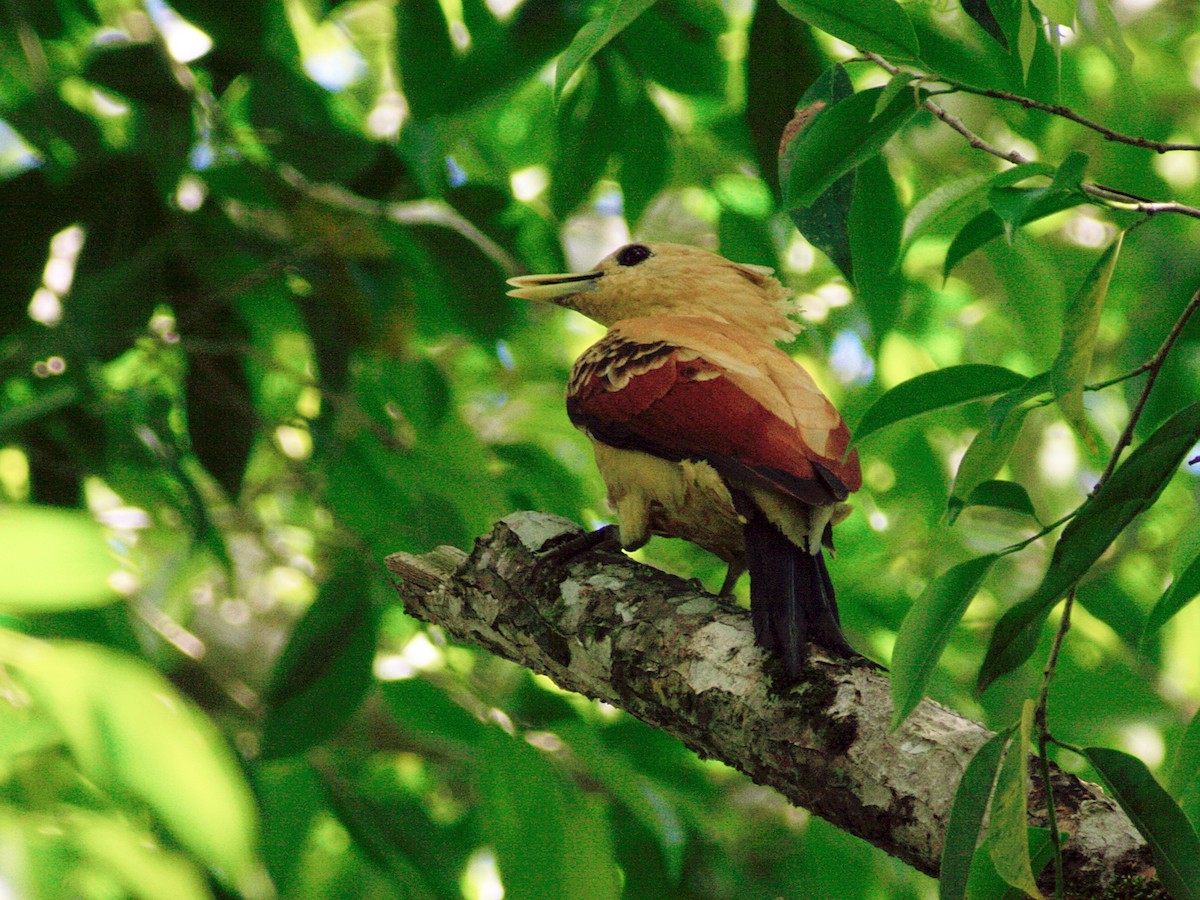 Cream-colored Woodpecker - ML646486731