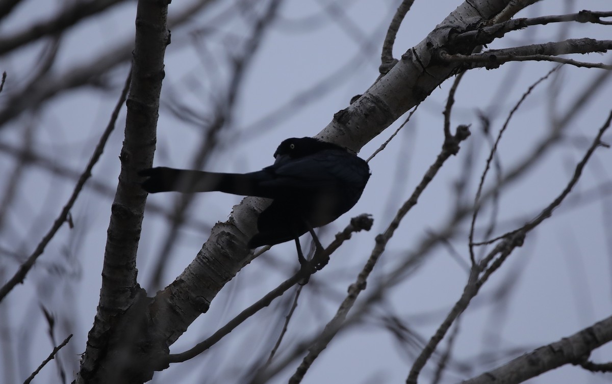 Great-tailed Grackle - ML646486737