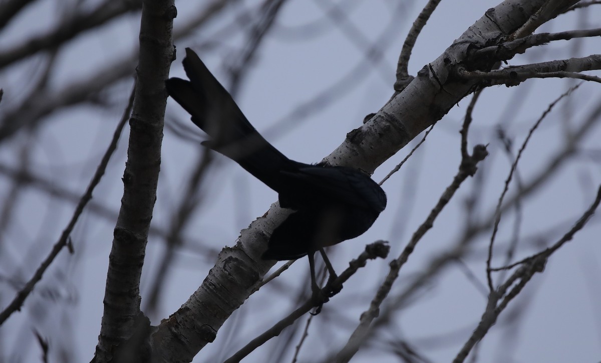 Great-tailed Grackle - ML646486738