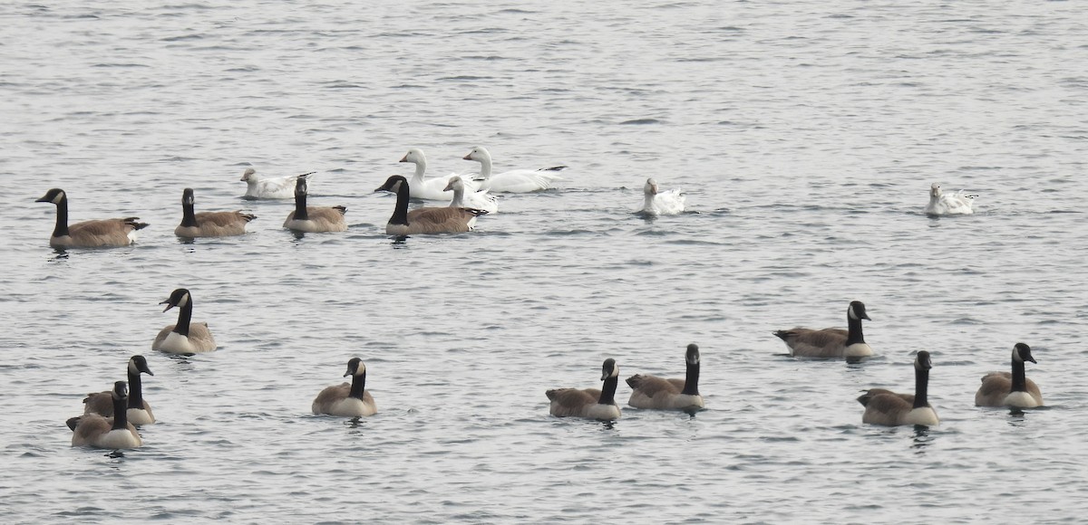 Schneegans - ML646486740