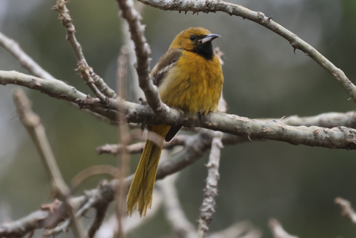 ムナグロムクドリモドキ - ML646486741