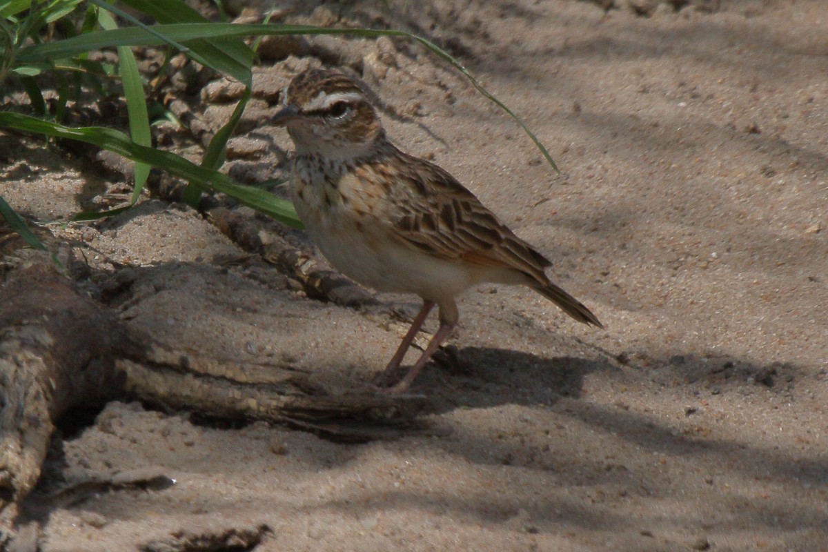 Fawn-colored Lark (Foxy) - ML646486743